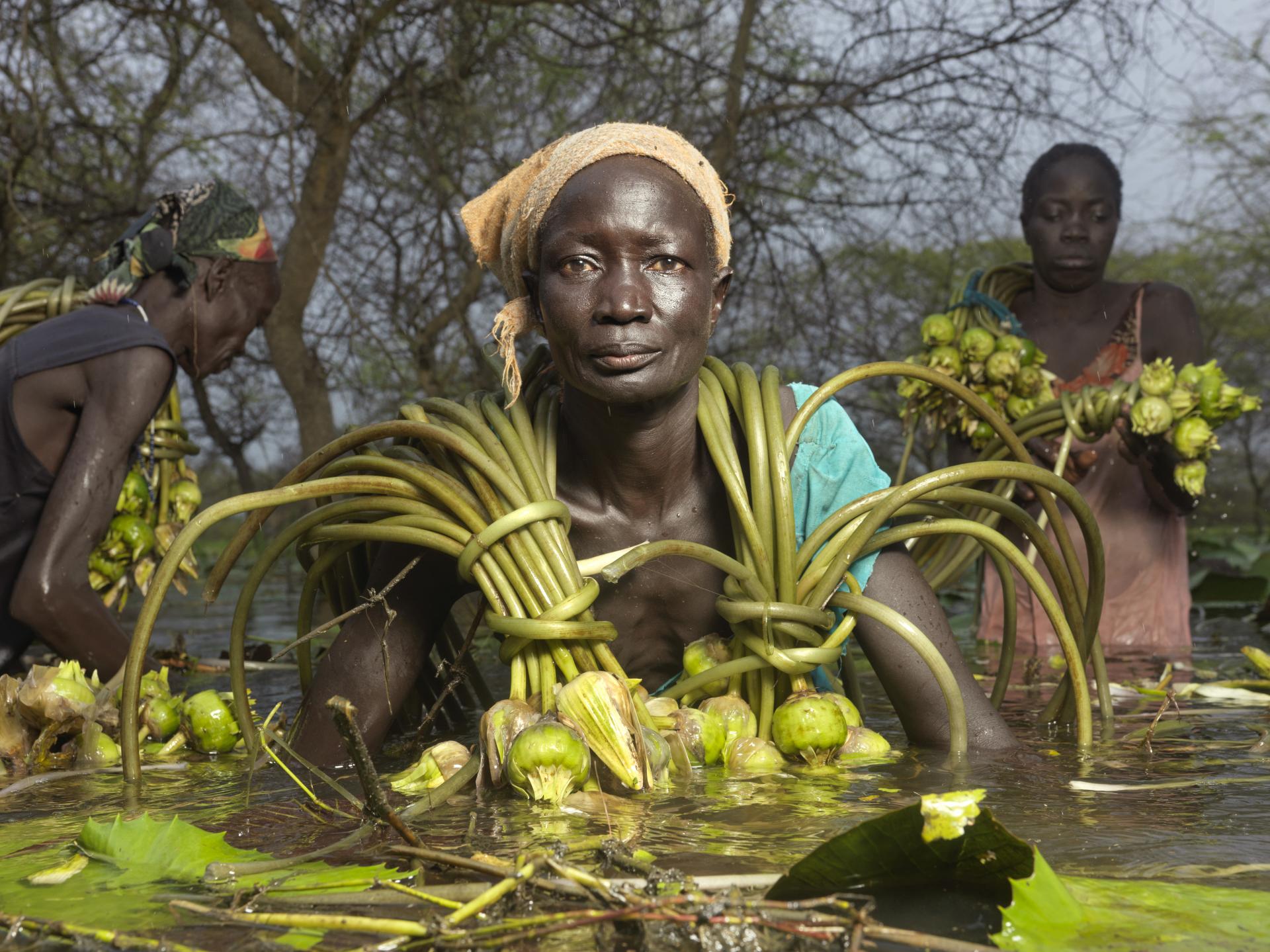 Bol Kek, de 45 años, de Paguir, recoge bulbos de nenúfar para molerlos y hacer una pasta comestible. Aparte del pescado, es la única fuente de alimento disponible en este pueblo de Sudán del Sur afectado por graves inundaciones © Peter Caton para Acción contra el Hambre
