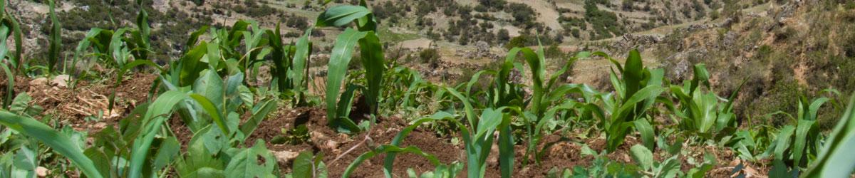 Vives Emprende Circular en Calamonte