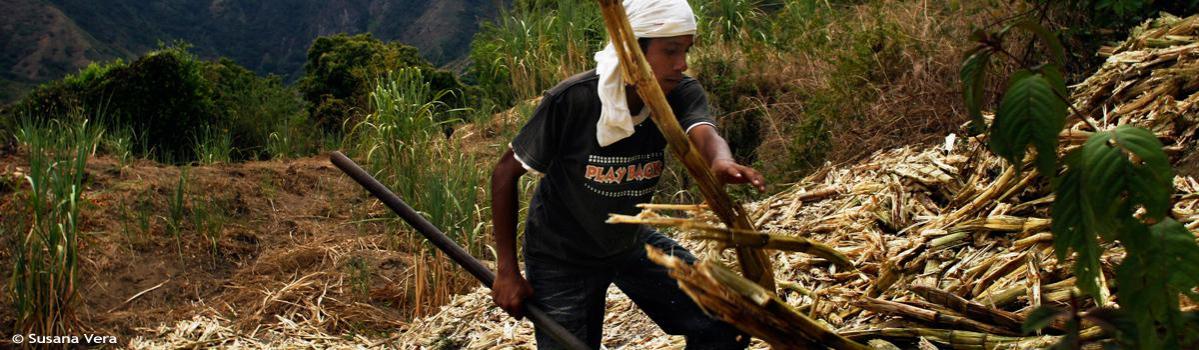 cabecera_actividades_agricolas