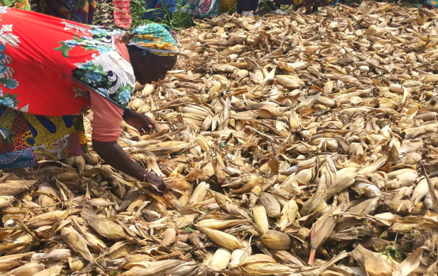 Une femme se penche pour cueillir des épis de maïs. 