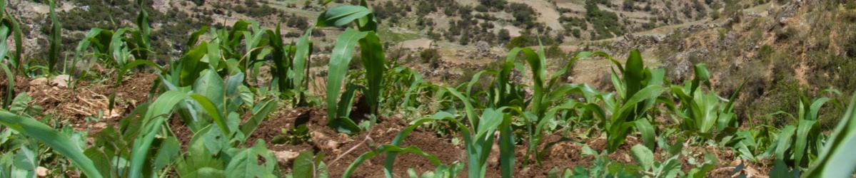 Vives Emprende Circular en Calamonte